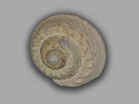 Zauberbuckelschnecke